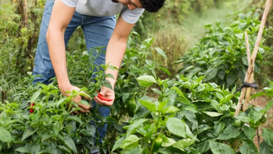 giovani-agricoltori.jpg